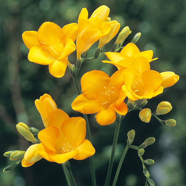 12ヶ月の誕生月の花・月別一覧と花言葉（1月〜3月） 【きせろぐ】〜季節と暮らしのブログ〜