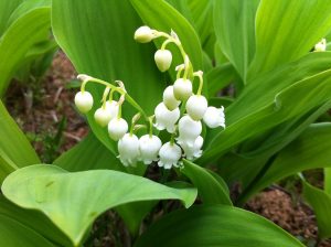 lily-of-the-valley-463593_1280