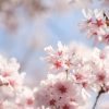 桜の種類・代表的な７種の特徴と開花時期